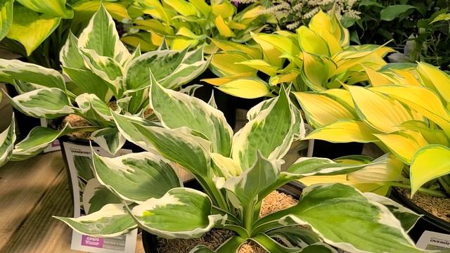 Hosta 'Patriot' // Multi AWARD WINNING, East to Grow, Perennial Favorite смотреть онлайн