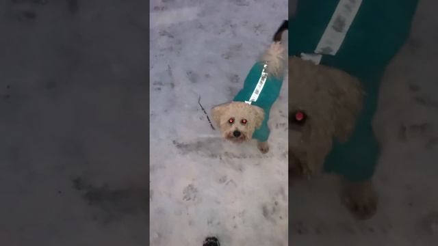 Ленивый,замёрзший бишон выполняет команды 🐶