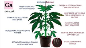 Состав древесной золы часть 1