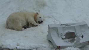 A polar bear twin cub plays with a plastic material at Moscow Zoo (Sep.29 2015)