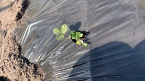 Первый опыт посадки кассетной рассады клубники Попали на рассаде