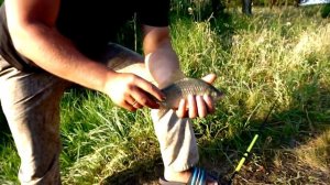 "Убийца карася" в деле