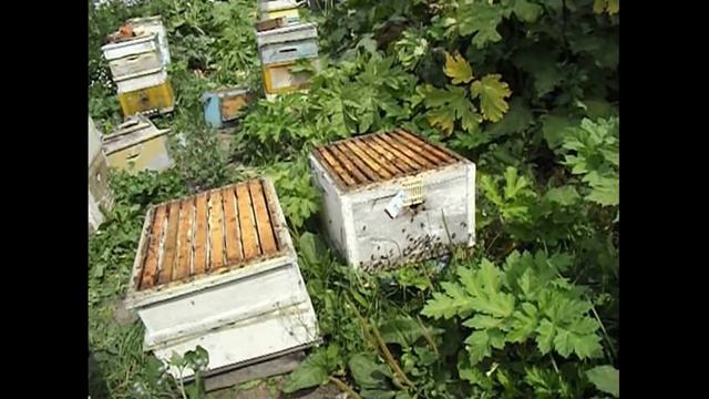 после смены матки в улье нет засева, что делать?