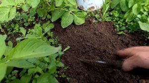 Борьба с травой - МОКРИЦА . Жизнь в доме .