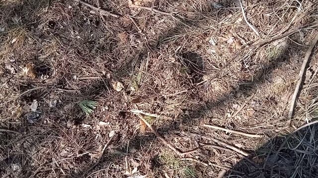 Стратегия сбора валежника, поиск своей ниши смотреть онлайн