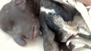 САМЫЕ НЕОБЫЧНЫЕ И СТРАННЫЕ ЖИВОТНЫЕ В МИРЕ. Топ 8 странных животных.