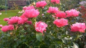 Цветёт старый розарий.Воллертон олд Холл на 3 год.Роза Самарканда.