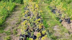 Питомник растений "СЕВЕРНЫЙ САД".Много сортов плодовых и  декоративных растений.