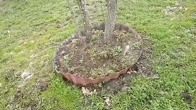 ЧТО СТАЛО С КЛУМБОЙ ИЗ ОНДУЛИНА ПОСЛЕ ЗИМЫ