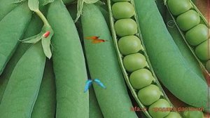 Горох овощной Оскар Агро (oskar agro) ? горох Оскар Агро обзор: как сажать семена гороха Оскар Агро
