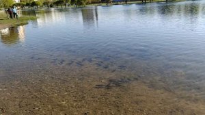 Косяки рыбы в саду Прометей. Санкт-Петербург.