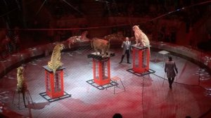 Тигры братьев Запашных