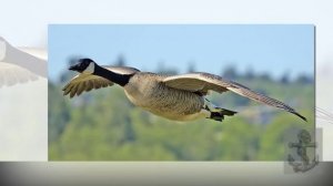 Игра воображения