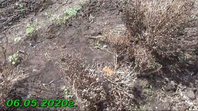 32/20 Как мы реализуем рассаду в период карантина / И другие дела... смотреть онлайн