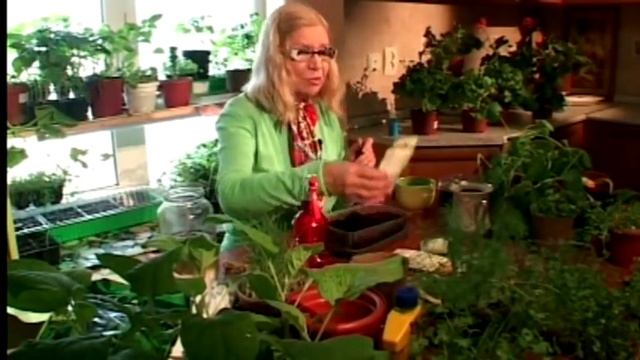 Подсолнух .Сеим правильно