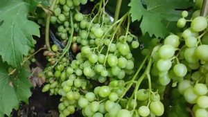 Румын селекция Гусева С.Э. второй год кусту - поразил своей урожайностью. Виноград Теплова Татьяна