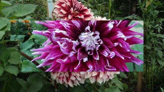 Красивые георгины в саду. Красивые фото георгин. Георгины - украшение осенней клумбы.mp4 смотреть онлайн