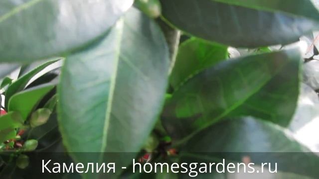 Камелия скоро будет радовать цветами