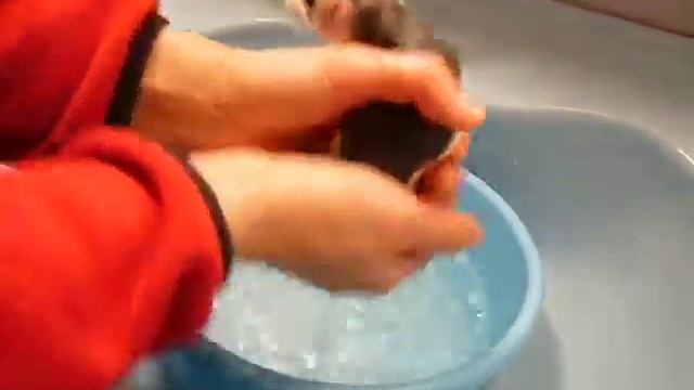 Купаем крысу смотреть онлайн