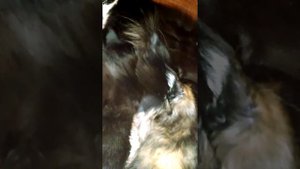 Котята Мейн-куны мурлыкают когда пьют молоко