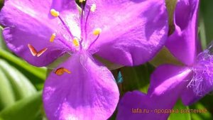 Традесканция андерсона Ред Грейп (tradescantia) ? обзор: как сажать, саженцы традесканции Ред Грейп