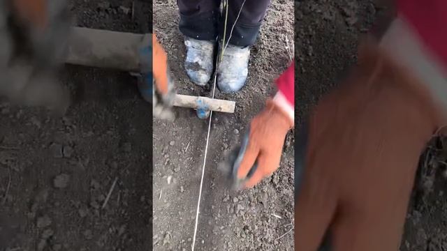 Посадка шиповника лакса