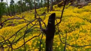 Петя Пунё  хит 2020