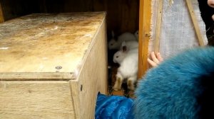 Когда убирать маточник от крольчихи?