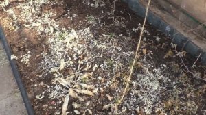 Какой результат после серной шашкой