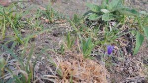 Камчатка. Джип тур "Восхождение на экструзию Верблюд+Халактырский пляж"