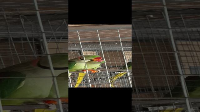 Александрийские попугаи