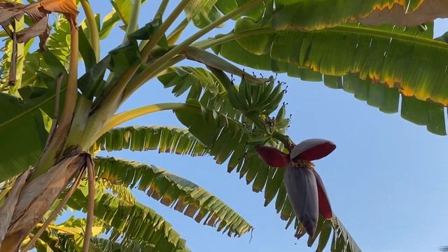 Как цветут бананы смотреть онлайн