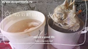 Забой и ощип перепелов, как правильно и быстро сделать