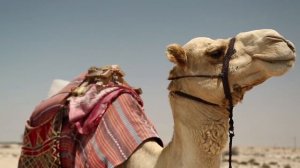 Никогда Не Трогай МЕРТВОГО Верблюда в Пустыне! Вот Почему...