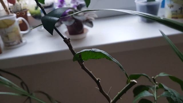 Финиковая пальма и прививка лимона // Дети Алоэ смотреть онлайн