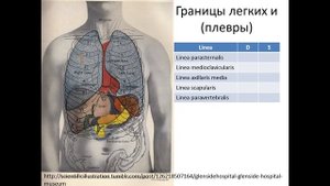 Границы легких и  плевры. Лекция для студентов