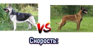 ВЕО против Бельгийской Овчарки