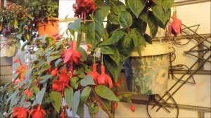 Фуксии в саду 2017г