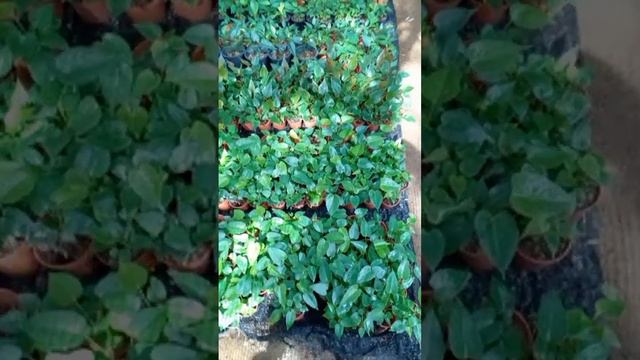 ඇන්තූරියම් වර්ග 32 ක් විකිණීමට | Anthurium wagawa смотреть онлайн