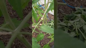 Обзор томата суровая дыня немцев Поволжья. Эксперимент с обрезкой пока себя оправдывает.