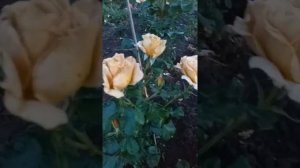 Роза Хани Дижон