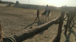 Уход за лошадью-Аришой.Кормление ,тренировка по конному спорту