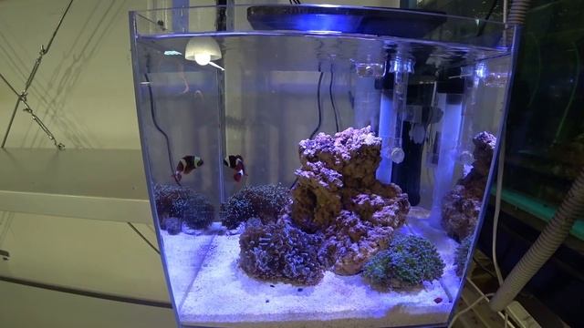Обзор тестовых аквариумов. Всё ли хорошо? смотреть онлайн