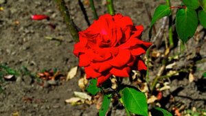 Волшебный мир бенгальских роз. The magic world of Bengal roses.