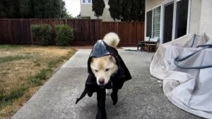 Смешные собаки в костюмах. Подборка Топ 7