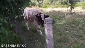 БЫК напал на человека ?