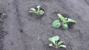 Первая подкормка капусты раствором куриного помета