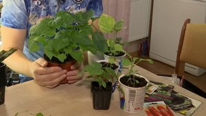 Перец и баклажаны:  выращиваем правильно