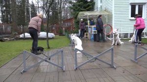 Догтренинг 469. Работают белые овчарки: маремма, БШО и гость.