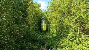 Магнитогорский живой зелёный тоннель (26.05.2021)